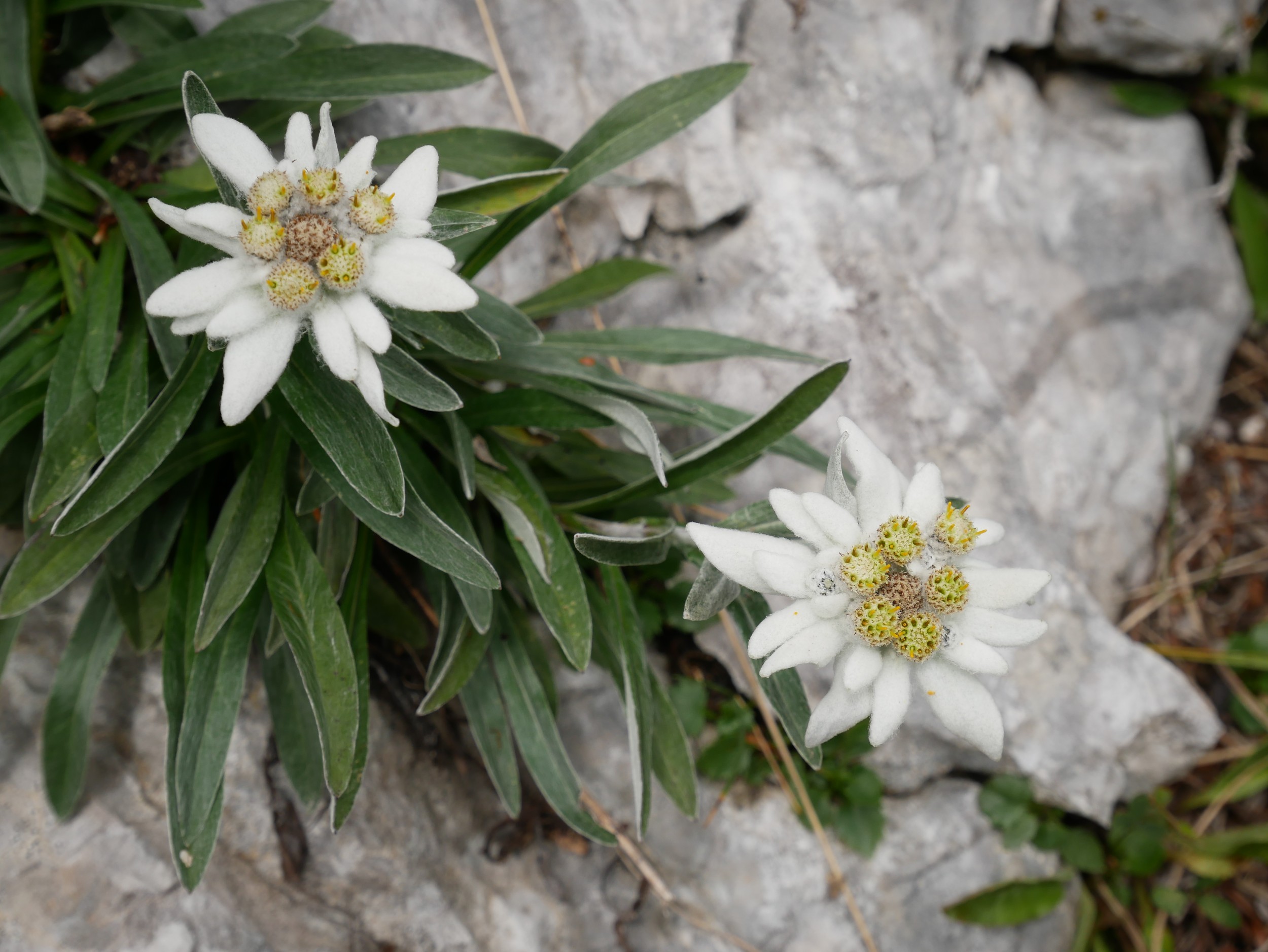 Mt.Triglav trekking - 3 days